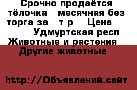 Срочно продаётся тёлочка 9 месячная без торга за 20т.р. › Цена ­ 20 000 - Удмуртская респ. Животные и растения » Другие животные   